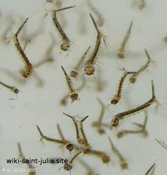 moustique_larves.jpg