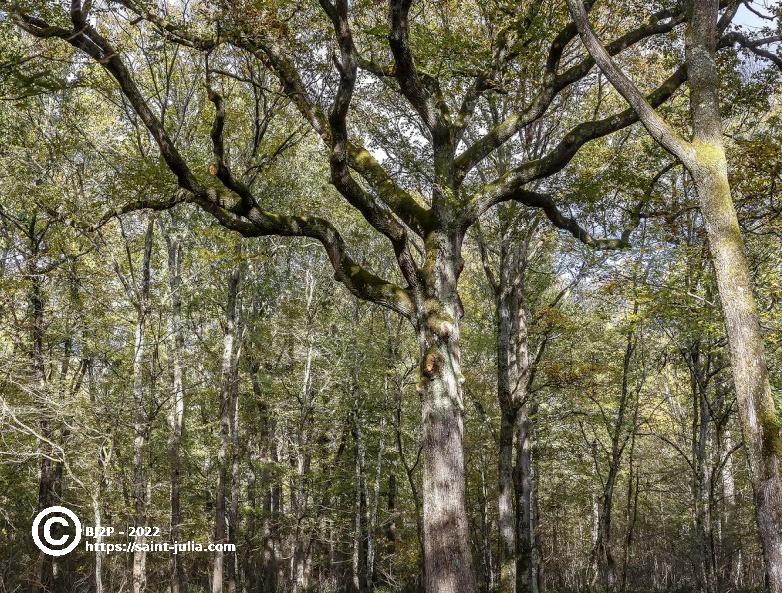 stjulia_20221119_arbre_remarquable_bj2p.jpg