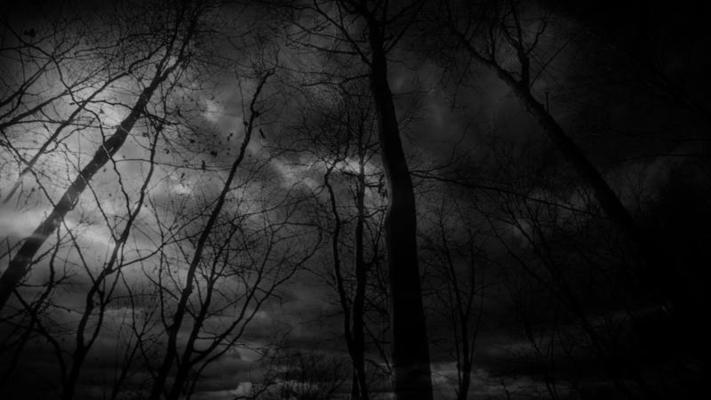 dark-fantasy-forest-during-nighttime-free-video.jpg