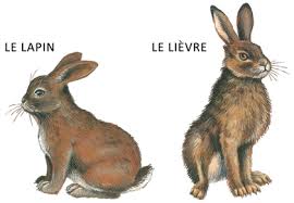 lapin-lievre_dessin.jpg