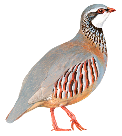 perdrix_rouge.png