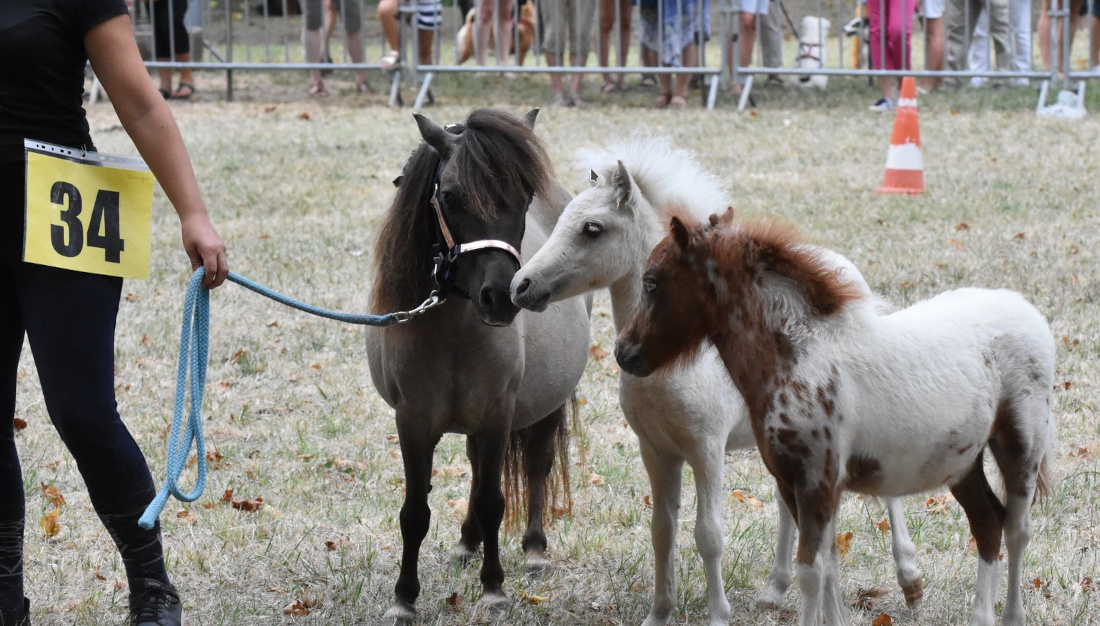 soreze_20240812_cheval_en_fete_02.jpg