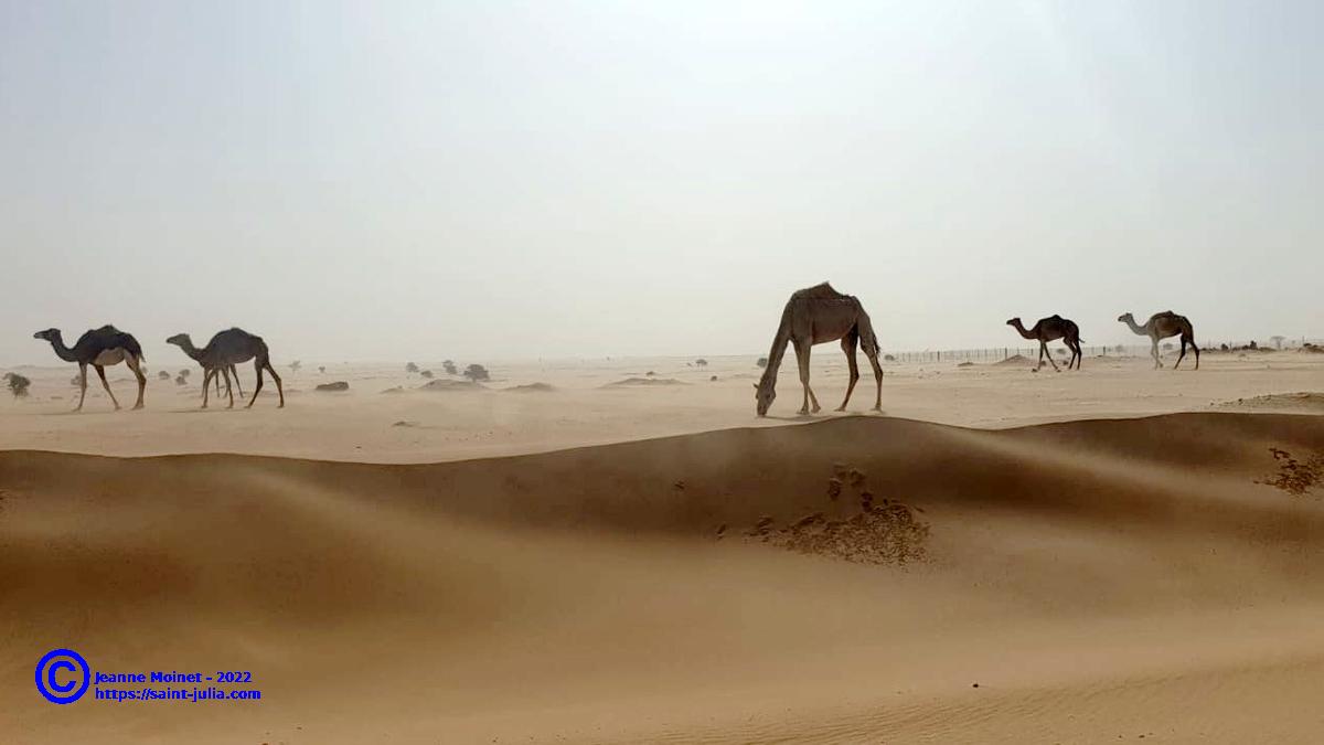 mauritanie_20220517_jeanne_moinet.jpg